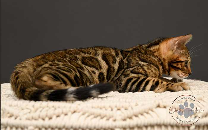 Bengal breeder in dallas